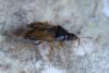 Orius sp.